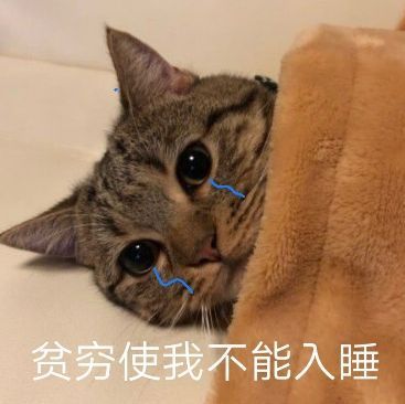萌宠 猫星人 贫穷使我无法入睡 难受 呆萌 可爱