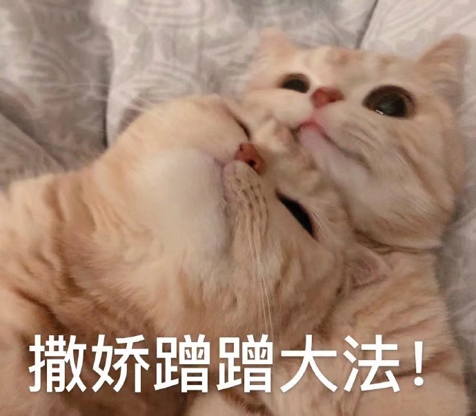 猫猫蹭蹭表情包图片