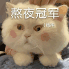 萌宠 猫咪 熬夜冠军 精神 呆萌 可爱