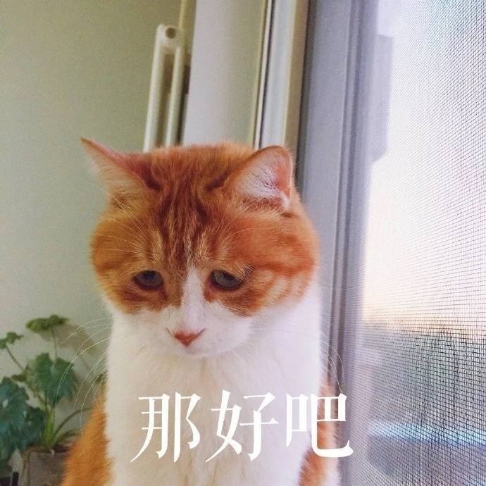 猫咪表情难受图片