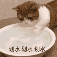 萌宠 猫咪 划水 呆萌 可爱