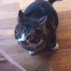 萌宠 猫咪 我来了 呆萌 可爱
