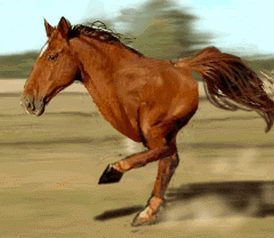 奔跑的马gif图片