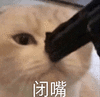 萌宠 猫咪 闭嘴 呆萌 可爱
