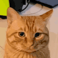 萌宠 猫咪 不开心 呆萌 可爱