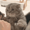 萌宠 猫咪 歪 呆萌 可爱