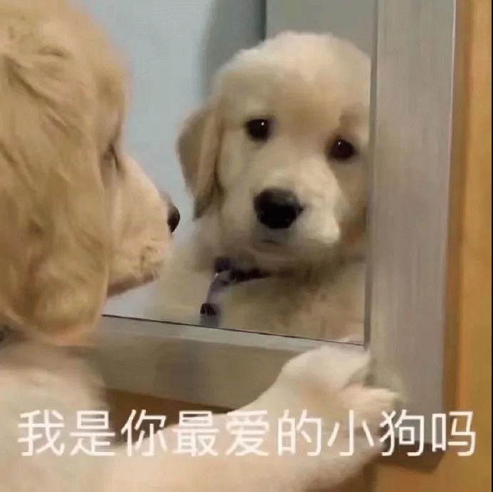 萌宠 狗狗 呆萌 可爱