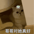 萌宠 猫咪 哥哥对她真好 呆萌 可爱