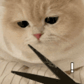 萌宠 猫咪 ！ 呆萌 可爱