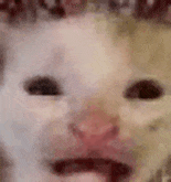 萌宠 猫咪 不开心 呆萌 可爱