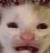 萌宠 猫咪 不开心 呆萌 可爱