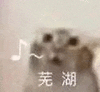 萌宠 猫咪 芜湖 呆萌 可爱