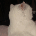 萌宠 猫咪 拍头 呆萌 可爱