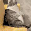 萌宠 猫咪 摇尾巴 呆萌 可爱