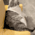 萌宠 猫咪 摇尾巴 呆萌 可爱