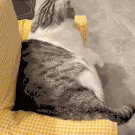 萌宠 猫咪 摇尾巴 呆萌 可爱