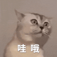 萌宠 猫咪 哇哦 呆萌 可爱