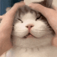 萌宠 猫咪 搓头 呆萌 可爱