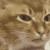 萌宠 猫咪 看 呆萌 可爱