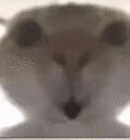 萌宠 猫咪 吃惊 呆萌 可爱