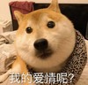 萌宠 汪星人 我的爱情呢 好奇 呆萌 可爱