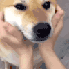 萌宠 狗狗 摸脸 呆萌 可爱