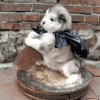 萌宠 狗狗 起风 呆萌 可爱