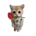 萌宠 猫咪 老公 呆萌 可爱