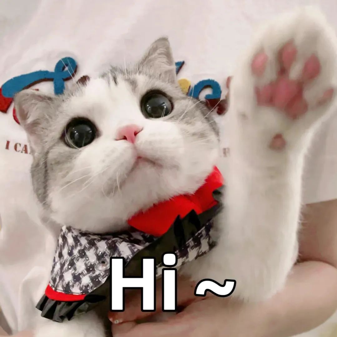 萌宠猫咪hi呆萌可爱gif动图