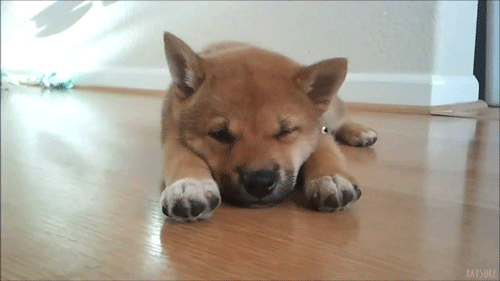 柴犬龇牙表情包gif图片