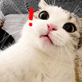 萌宠 猫咪 ！ 呆萌 可爱