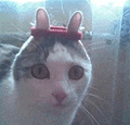 萌宠 猫咪 耳朵 呆萌 可爱