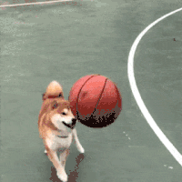 萌宠 狗狗 打球 呆萌 可爱