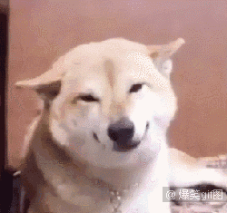狗子笑的表情包gif图片