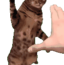 猫meme 可爱 搞怪 沙雕