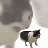 萌宠 猫咪 吓 呆萌 可爱