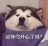 萌宠 汪星人 这样你开心了吗 好奇 呆萌 可爱