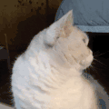 萌宠 猫咪 好奇 呆萌 可爱