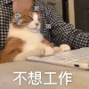 萌宠 猫咪 不想工作 呆萌 可爱