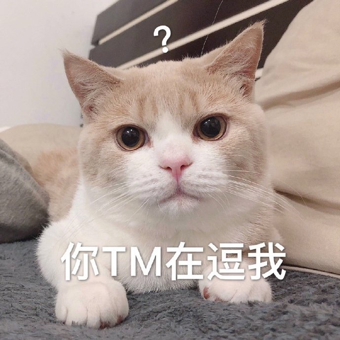 萌宠gif猫星人gif你在逗我呢gif无语gif呆萌gif可爱gif