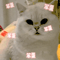 萌宠 猫咪 笨蛋 骂人 呆萌 可爱