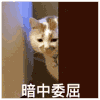 萌宠 猫咪 暗中委屈 呆萌 可爱