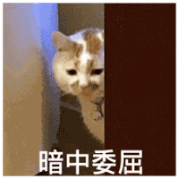 萌宠 猫咪 暗中委屈 呆萌 可爱
