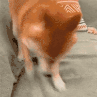 萌宠 狗狗 抓 呆萌 可爱