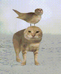 耄耋 猫咪 可爱 搞怪 哈基米