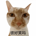 萌宠 猫咪 很好笑吗 呆萌 可爱