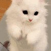 萌宠 猫咪 拜年 呆萌 可爱