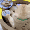 萌宠 猫咪 小鱼干 呆萌 可爱