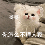 萌寵 貓咪 哥哥你怎么不理人家 呆萌 可愛