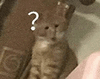 萌宠 猫咪 ？ 呆萌 可爱